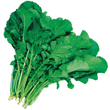 葉からし菜 種 苗 ガーデニング用品の タキイネット通販