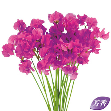 スイートピー キャサリンパープル 種 苗 ガーデニング用品の タキイネット通販