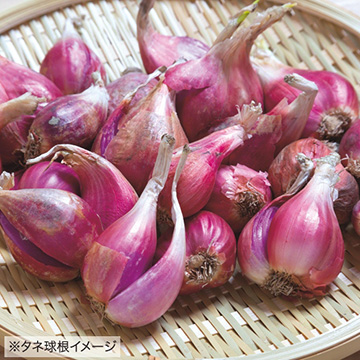 台湾わけぎ 種 苗 ガーデニング用品の タキイネット通販 台湾わけぎ 種 苗 ガーデニング用品の タキイネット通販