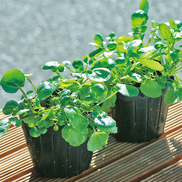 プランタークレソン 大谷川 苗 種 苗 ガーデニング用品の タキイネット通販