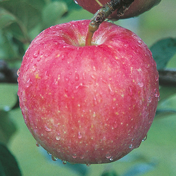 リンゴ・パインアップル| 種・苗・ガーデニング用品の【タキイネット通販】