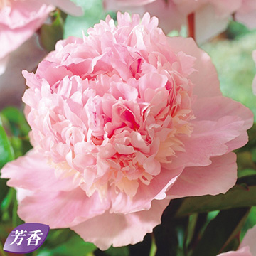 シャクヤク 種 苗 球根 園芸用品 農業資材の通販サイト タキイネット通販