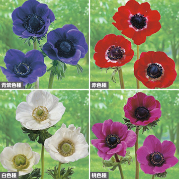 ポピー咲きアネモネ セット 種 苗 ガーデニング用品の タキイネット通販
