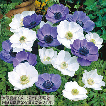 ポピー咲きアネモネ ブルー ホワイト ミックス 種 苗 ガーデニング用品の タキイネット通販