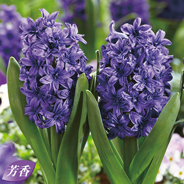 1 001円から 2 000円まで で検索 種 苗 球根 園芸用品 農業資材の通販サイト タキイネット通販 13ページ目