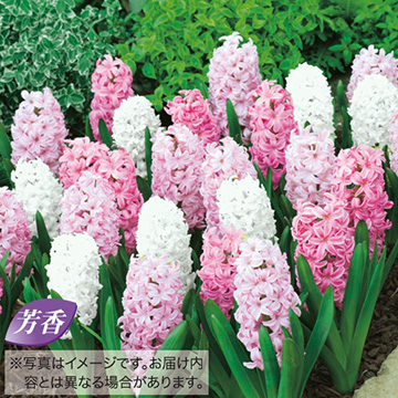 1 001円から 2 000円まで で検索 種 苗 球根 園芸用品 農業資材の通販サイト タキイネット通販 26ページ目