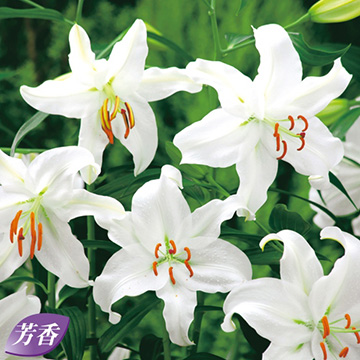 カサブランカ お徳用 種 苗 ガーデニング用品の タキイネット通販