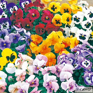 花の種 営利用 ウィンター パンジー F1ナチュレ系 F1ナチュレ マルベリー 1000粒 10 タキイ種苗 クリアランス売品 Yamato Solutions Co Jp