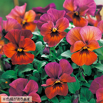 ウインターパンジー F1ナチュレ マルベリー 種 苗 ガーデニング用品の タキイネット通販