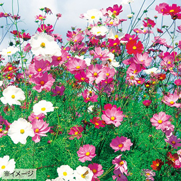 コスモス センセーション 混合 種 苗 ガーデニング用品の タキイネット通販