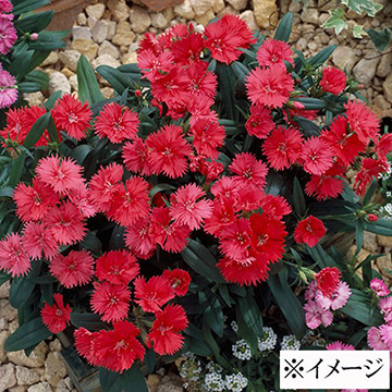 ダイアンサス なでしこ F1テルスター コーラル 種 苗 ガーデニング用品の タキイネット通販