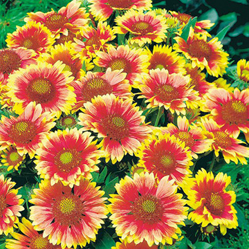 ガイラルディア アリゾナ サン 種 苗 ガーデニング用品の タキイネット通販