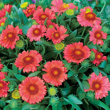 ガイラルディアの種 種 苗 球根 園芸用品 農業資材の通販サイト タキイネット通販