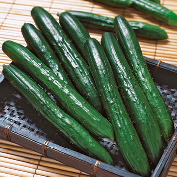 キュウリの種 種 苗 球根 園芸用品 農業資材の通販サイト タキイネット通販