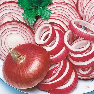 赤タマネギ 猩々赤 R 種 苗 ガーデニング用品の タキイネット通販