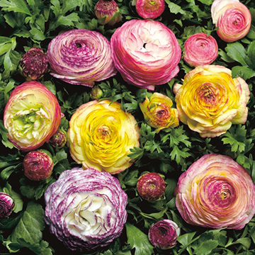 ラナンキュラス 種 苗 球根 園芸用品 農業資材の通販サイト タキイネット通販