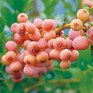 ブルーベリー フロリダローズ 種 苗 ガーデニング用品の タキイネット通販