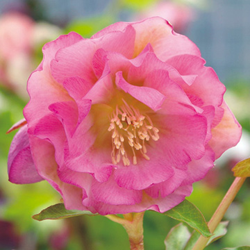 クリスマスローズ 琴音 種 苗 ガーデニング用品の タキイネット通販