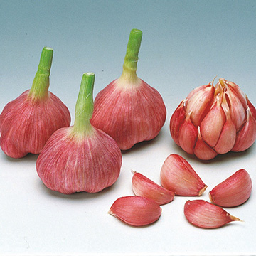 紫にんにく 種 苗 ガーデニング用品の タキイネット通販