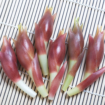 陣田早生みょうが 種 苗 ガーデニング用品の タキイネット通販