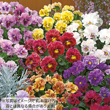 パンジーの苗 種 苗 球根 園芸用品 農業資材の通販サイト タキイネット通販