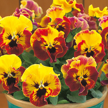 パンジーの苗 種 苗 球根 園芸用品 農業資材の通販サイト タキイネット通販