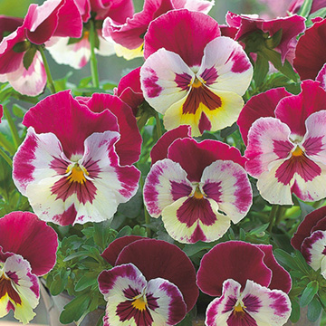 パンジー ひだまりの雪 種 苗 ガーデニング用品の タキイネット通販