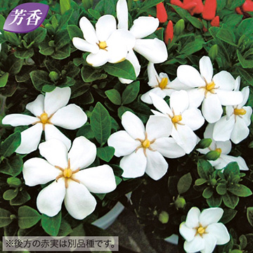 実なりクチナシ 一重咲き 種 苗 ガーデニング用品の タキイネット通販