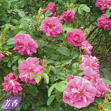 ハマナス マイカイ 種 苗 ガーデニング用品の タキイネット通販