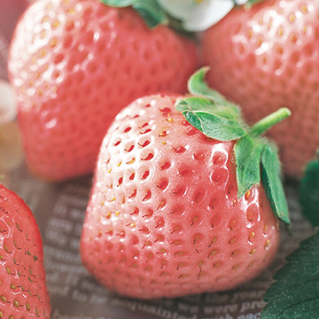 いちご 桃薫 種 苗 ガーデニング用品の タキイネット通販