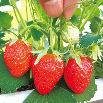 いちご めちゃデカッ いちご 種 苗 ガーデニング用品の タキイネット通販