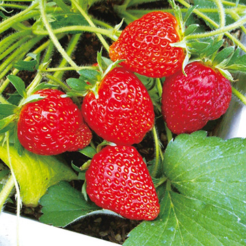 いちご めちゃウマッ いちご 種 苗 ガーデニング用品の タキイネット通販