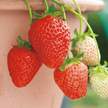 いちご とちひとみ 種 苗 ガーデニング用品の タキイネット通販