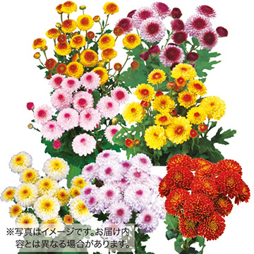 二色咲きポンポン菊 ミックス 種 苗 ガーデニング用品の タキイネット通販 二色咲きポンポン菊 ミックス 種 苗 ガーデニング用品の タキイネット通販