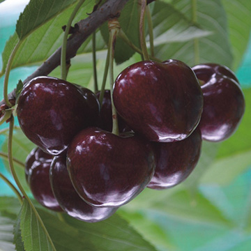 サクランボの苗 種 苗 球根 園芸用品 農業資材の通販サイト タキイネット通販