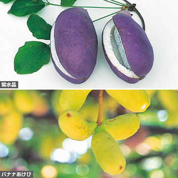 アケビの苗 種 苗 球根 園芸用品 農業資材の通販サイト タキイネット通販