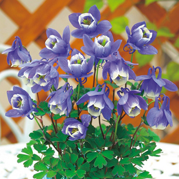 深山オダマキ 紫色 種 苗 ガーデニング用品の タキイネット通販