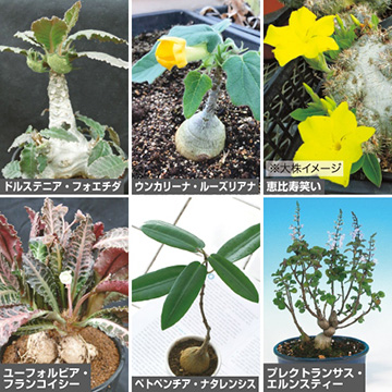 多肉植物コーデックス6種 セット 種 苗 ガーデニング用品の タキイネット通販