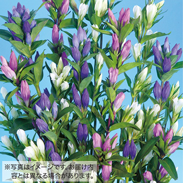 切り花向きりんどう ミックス 種 苗 ガーデニング用品の タキイネット通販