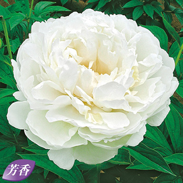 シャクヤクの苗 種 苗 球根 園芸用品 農業資材の通販サイト タキイネット通販