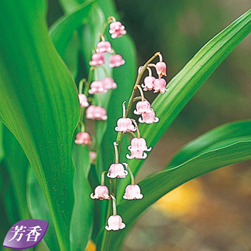 ピンクスズラン 種 苗 ガーデニング用品の タキイネット通販