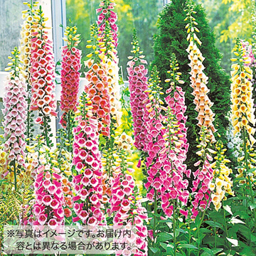 ジギタリス セット 種 苗 ガーデニング用品の タキイネット通販