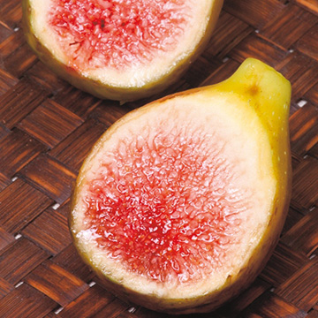 イチジクの苗 種 苗 球根 園芸用品 農業資材の通販サイト タキイネット通販