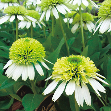 エキナセアの苗 種 苗 球根 園芸用品 農業資材の通販サイト タキイネット通販