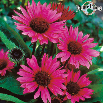 エキナセアの苗 種 苗 球根 園芸用品 農業資材の通販サイト タキイネット通販