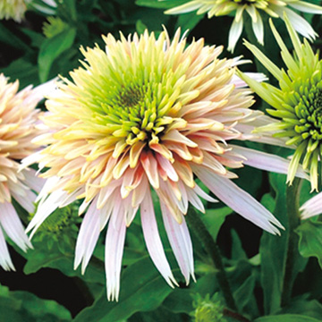 エキナセアの苗 種 苗 球根 園芸用品 農業資材の通販サイト タキイネット通販