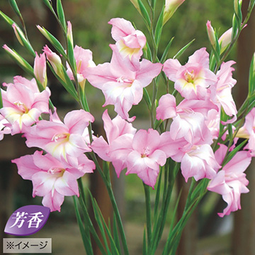 早咲きグラジオラス チャーミングヘンリー 種 苗 ガーデニング用品の タキイネット通販