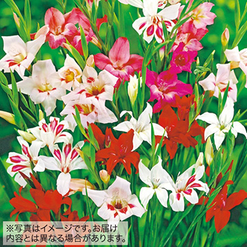 早咲きグラジオラス ミックス 種 苗 ガーデニング用品の タキイネット通販