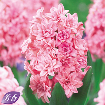 ヒヤシンス スプリングビューティー 種 苗 ガーデニング用品の タキイネット通販