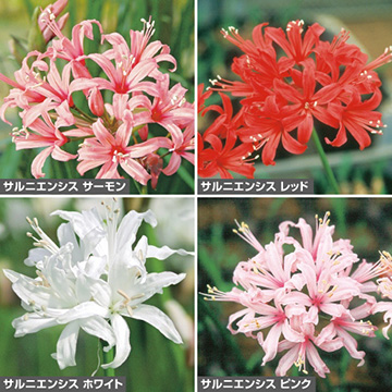 ネリネ サルニエンシス セット 種 苗 ガーデニング用品の タキイネット通販